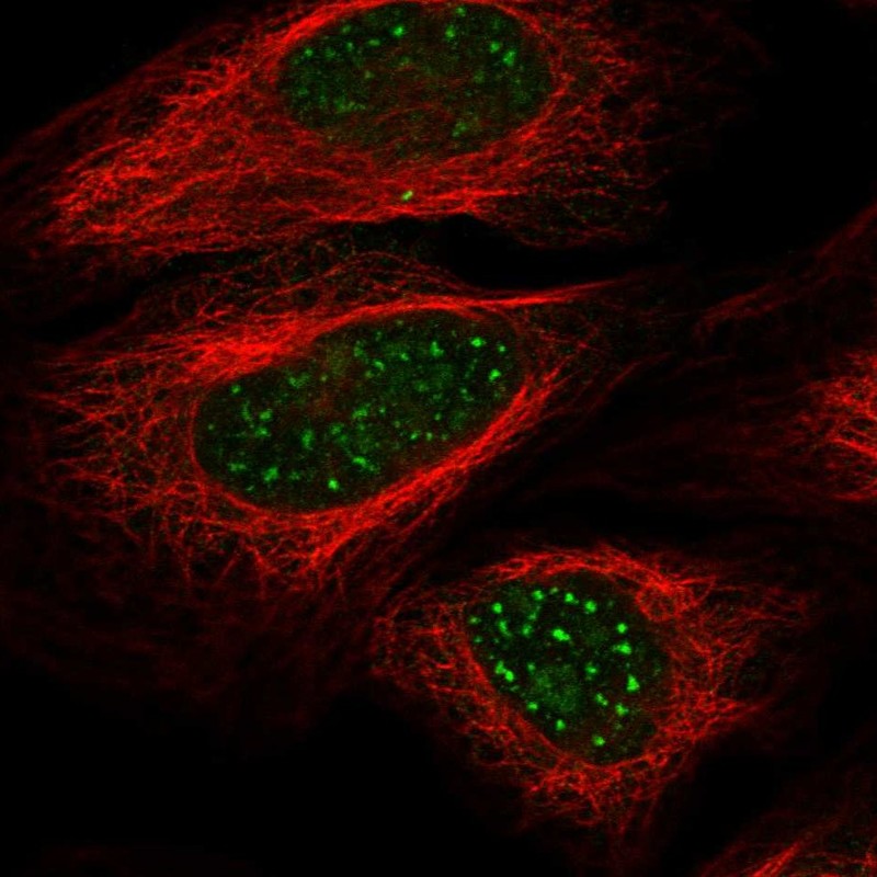 Immunofluorescent staining of human cell line U2OS shows localization to nuclear speckles.