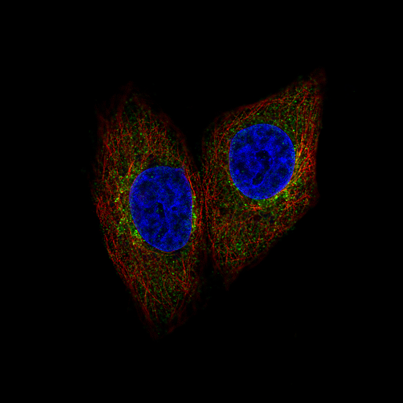 Immunofluorescent staining of human cell line MCF7 shows localization to golgi apparatus. Antibody staining is shown in green.