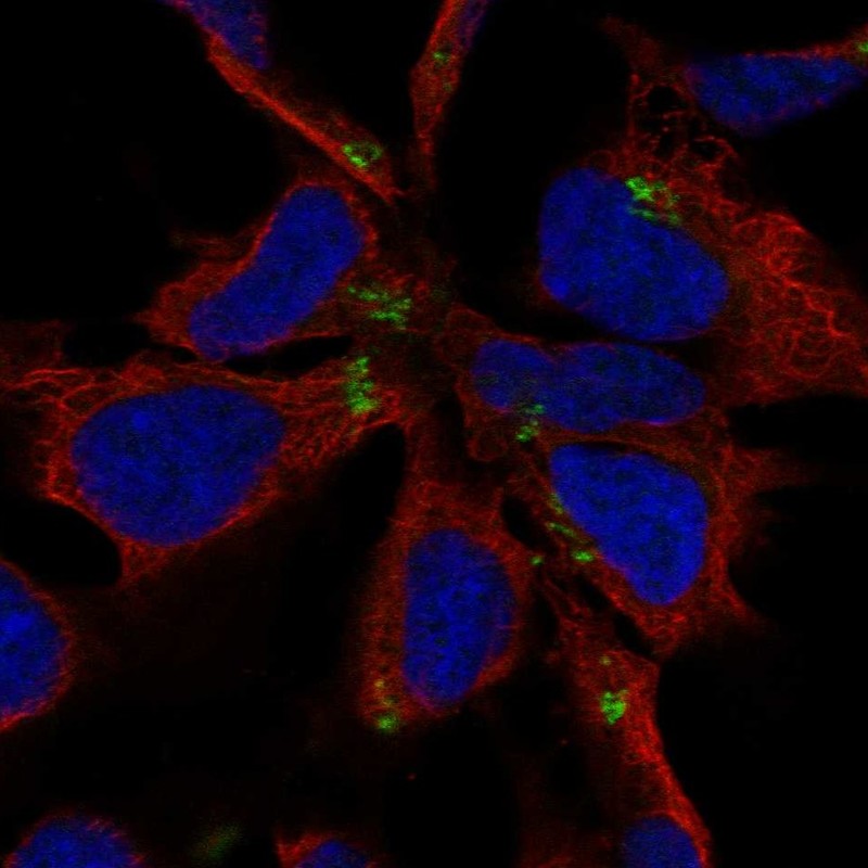 Immunofluorescent staining of human cell line AF22 shows localization to the Golgi apparatus.