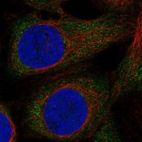 Immunofluorescent staining of human cell line U-2 OS shows localization to cytosol.