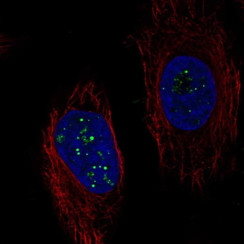 Immunofluorescent staining of human cell line HeLa shows localization to nucleoli fibrillar center.