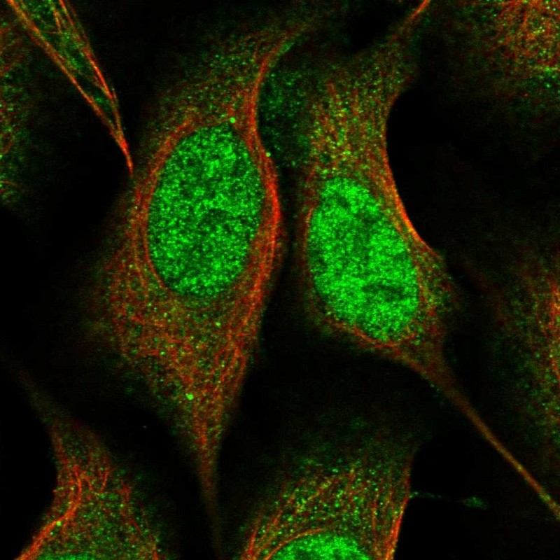 Immunofluorescent staining of human cell line U-2 OS shows localization to nucleoplasm & cytosol.