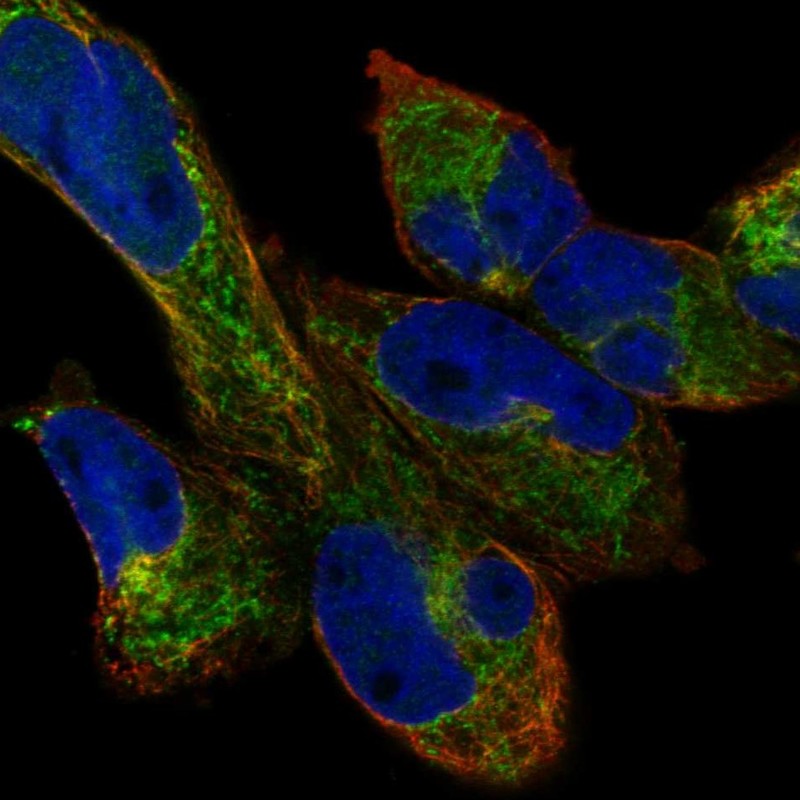 Immunofluorescent staining of human cell line RH-30 shows localization to mitochondria & microtubules.