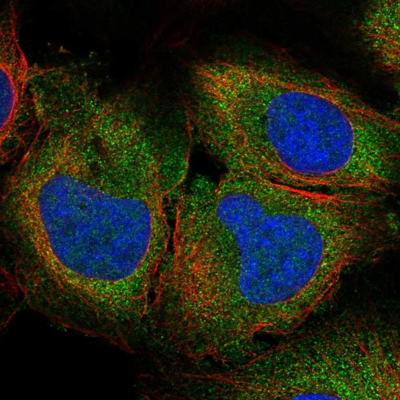 Immunofluorescent staining of human cell line U2OS shows localization to cytosol.