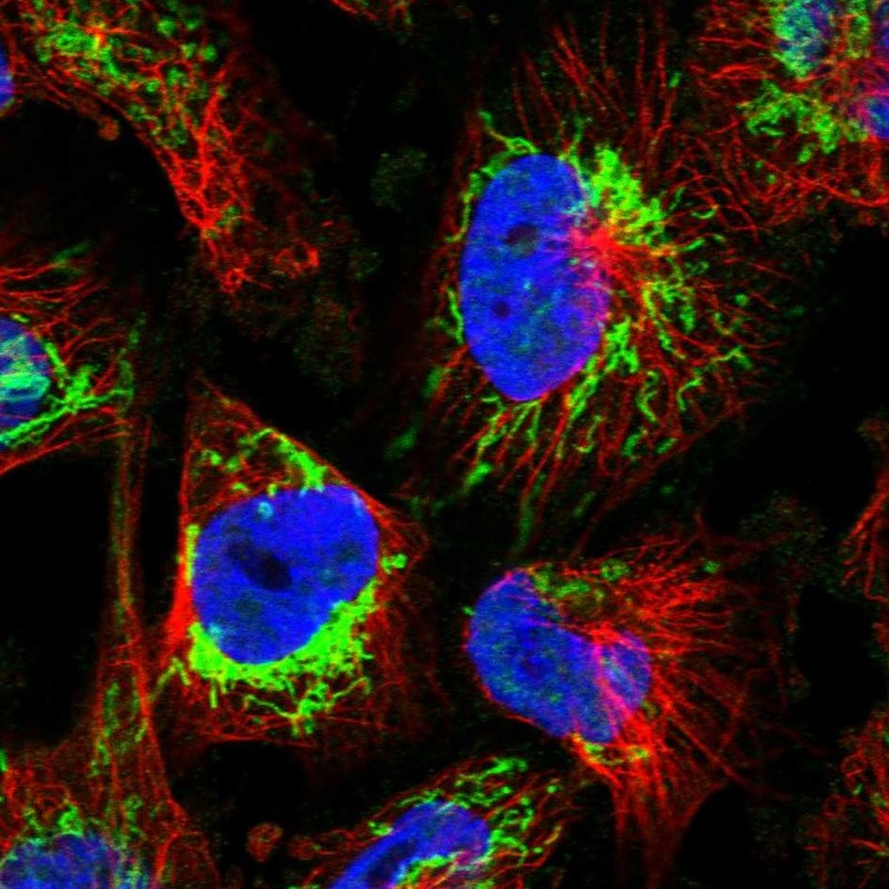 Immunofluorescent staining of human cell line U-251 MG shows localization to mitochondria.
