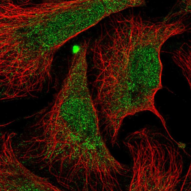Immunofluorescent staining of human cell line U-2 OS shows localization to nucleoplasm & mitochondria.