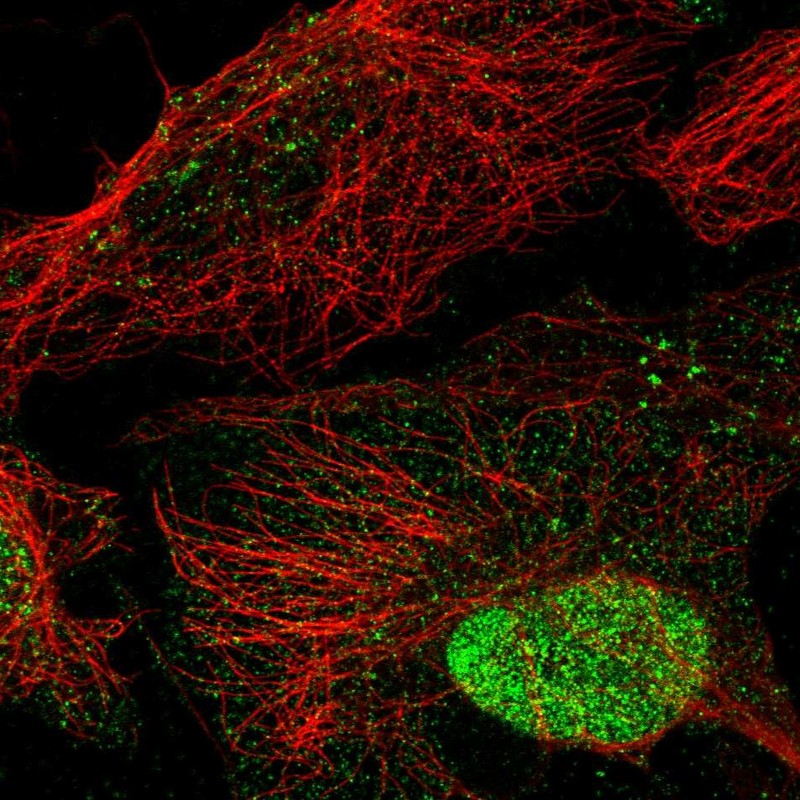 Immunofluorescent staining of human cell line U-2 OS shows localization to nucleus.
