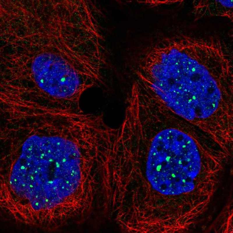 Immunofluorescent staining of human cell line A-431 shows localization to nuclear bodies.