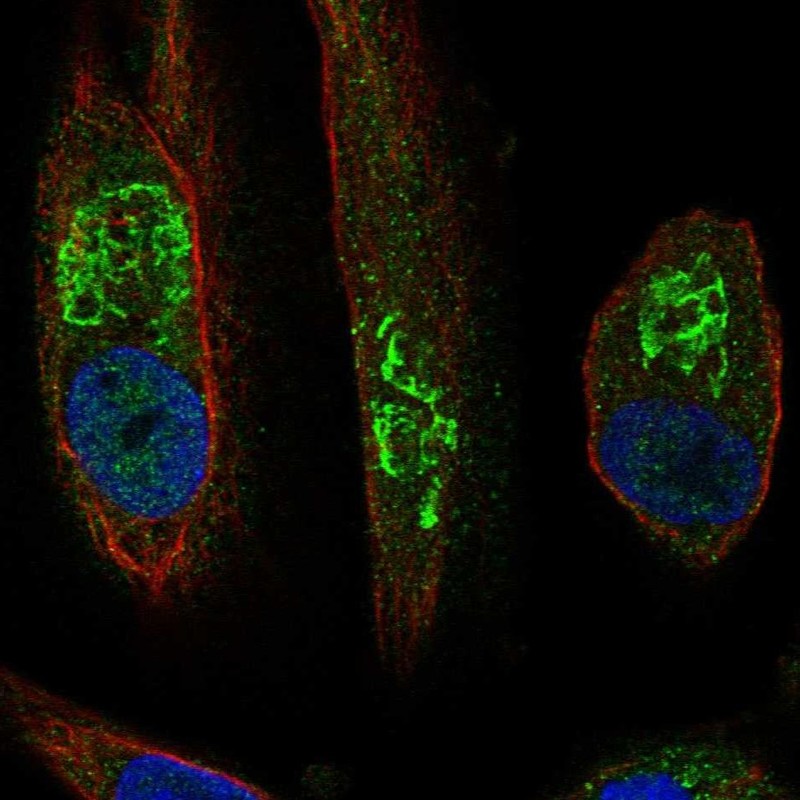 Immunofluorescent staining of human cell line RPTEC TERT1 shows localization to the Golgi apparatus.