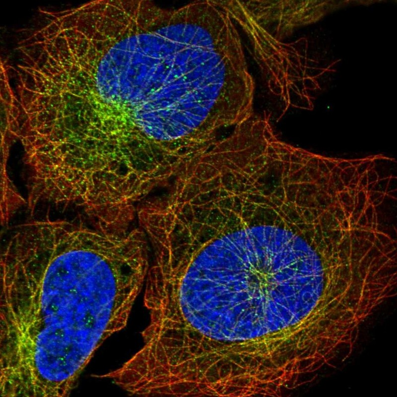 Immunofluorescent staining of human cell line U-2 OS shows localization to microtubules.