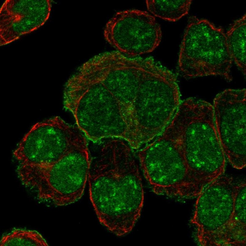 Immunofluorescent staining of human cell line HEL shows localization to nuclear speckles, plasma membrane & mitotic spindle.