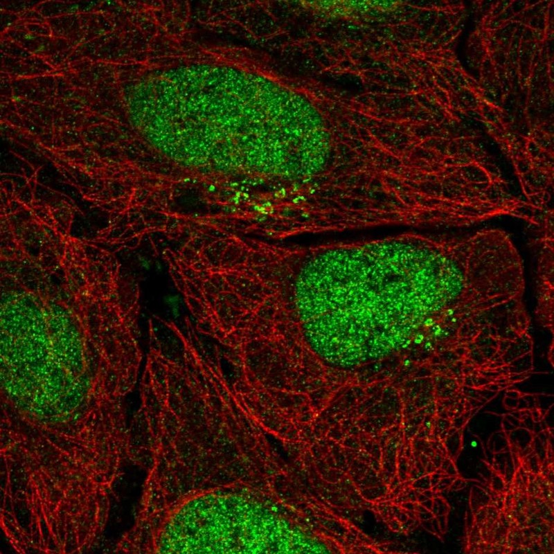 Immunofluorescent staining of human cell line U-2 OS shows localization to nucleus & the Golgi apparatus.