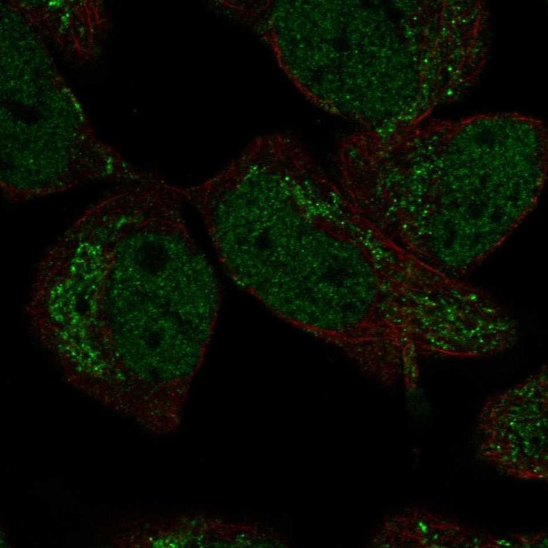 Immunofluorescent staining of human cell line RH-30 shows localization to nucleoplasm & mitochondria.