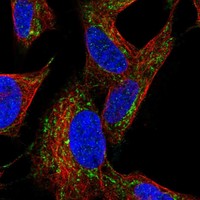 Immunofluorescent staining of human cell line SH-SY5Y shows localization to mitochondria.