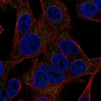 Immunofluorescent staining of human cell line Hep G2 shows localization to vesicles.