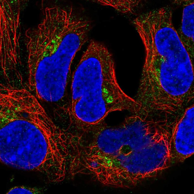 Immunofluorescent staining of human cell line HEK 293 shows localization to the Golgi apparatus.