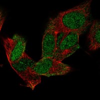 Immunofluorescent staining of human cell line SH-SY5Y shows localization to nucleoplasm & cytosol.