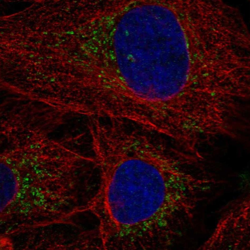 Immunofluorescent staining of human cell line U2OS shows localization to mitochondria.