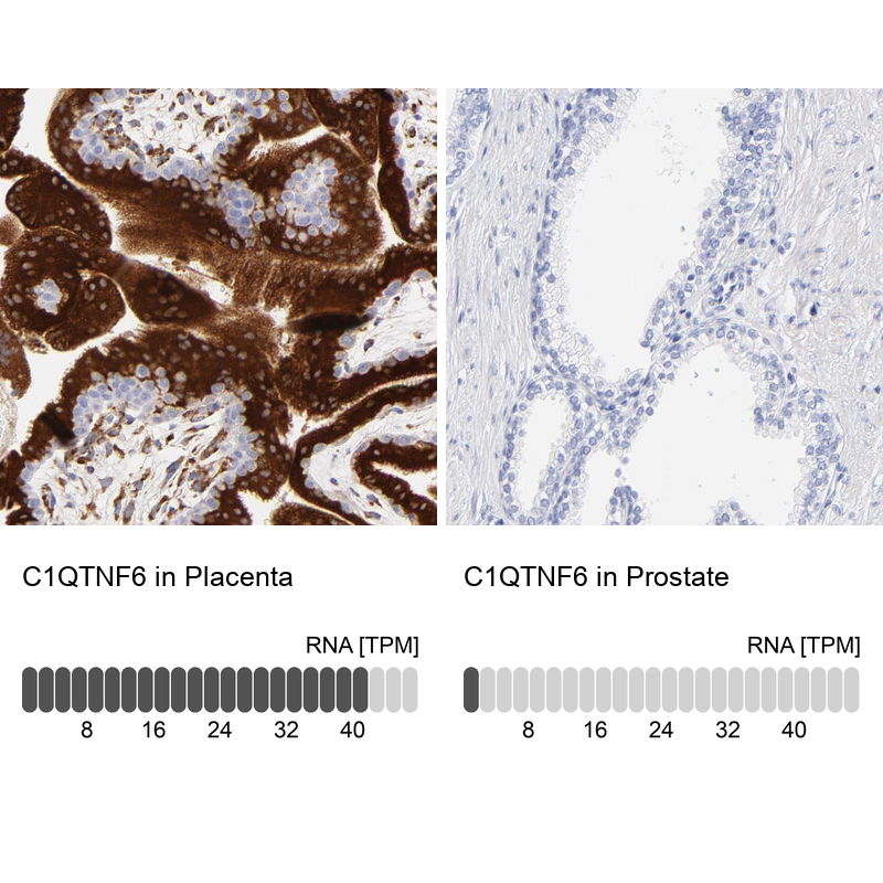 Immunohistochemistry analysis in human placenta and prostate tissues using Anti-C1QTNF6 antibody. Corresponding C1QTNF6 RNA-seq data are presented for the same tissues.