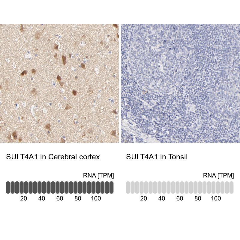 Immunohistochemistry analysis in human cerebral cortex and tonsil tissues using Anti-SULT4A1 antibody. Corresponding SULT4A1 RNA-seq data are presented for the same tissues.