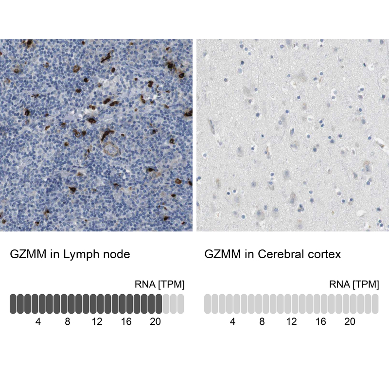 Immunohistochemistry analysis in human lymph node and cerebral cortex tissues using Anti-GZMM antibody. Corresponding GZMM RNA-seq data are presented for the same tissues.