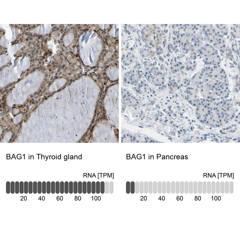 Immunohistochemistry analysis in human thyroid gland and pancreas tissues using Anti-BAG1 antibody. Corresponding BAG1 RNA-seq data are presented for the same tissues.