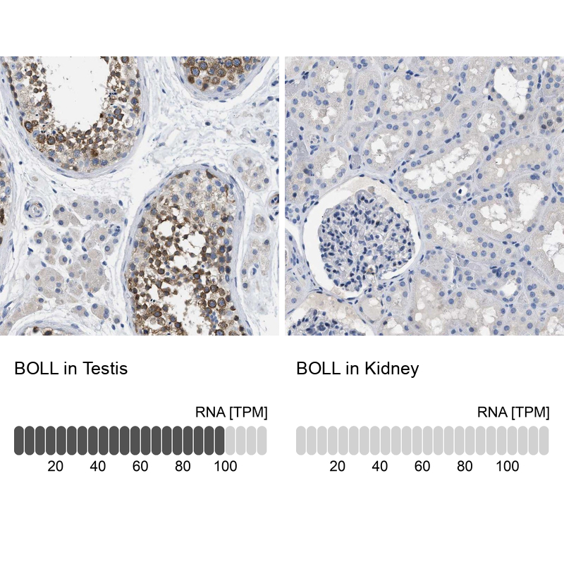 Immunohistochemistry analysis in human testis and kidney tissues using Anti-BOLL antibody. Corresponding BOLL RNA-seq data are presented for the same tissues.