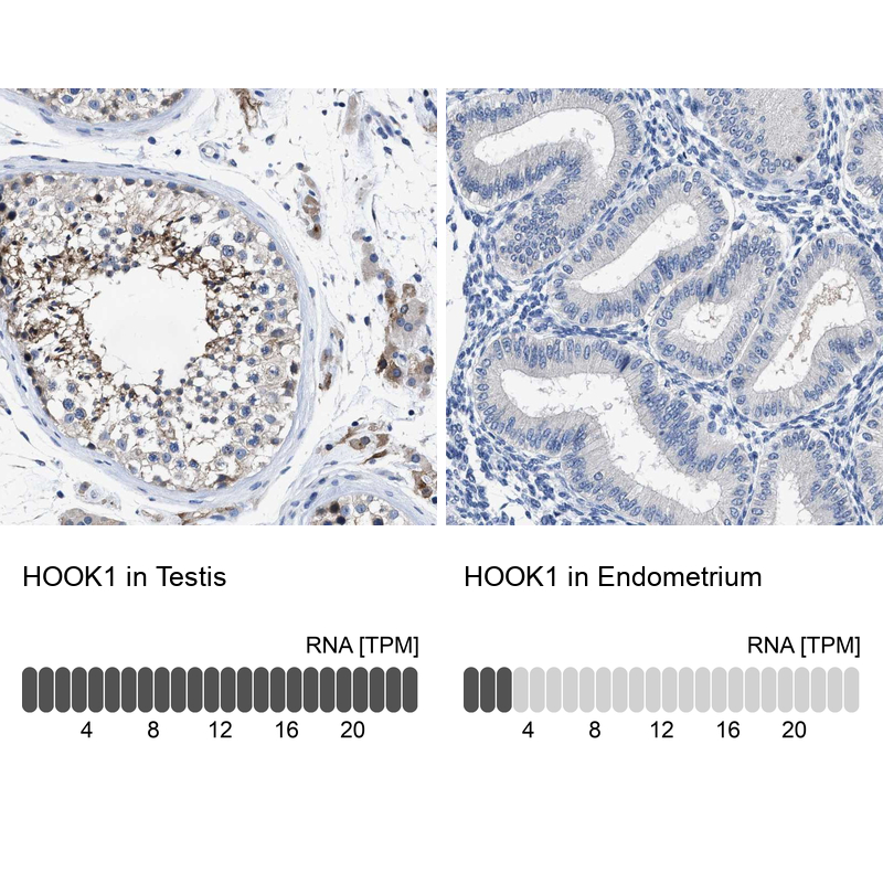 Immunohistochemistry analysis in human testis and endometrium tissues using Anti-HOOK1 antibody. Corresponding HOOK1 RNA-seq data are presented for the same tissues.