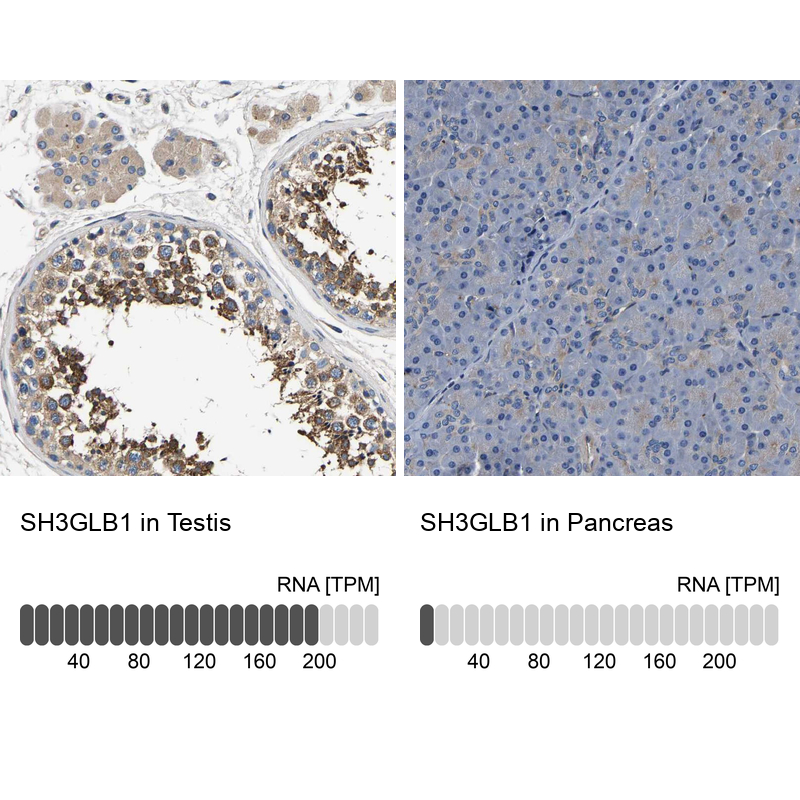 Immunohistochemistry analysis in human testis and pancreas tissues using Anti-SH3GLB1 antibody. Corresponding SH3GLB1 RNA-seq data are presented for the same tissues.