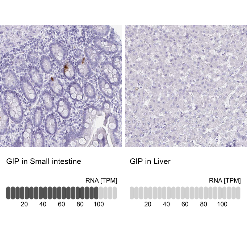Immunohistochemistry analysis in human small intestine and liver tissues using Anti-GIP antibody. Corresponding GIP RNA-seq data are presented for the same tissues.