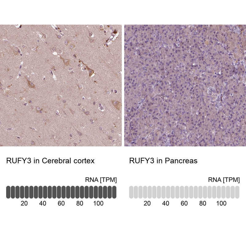 Immunohistochemistry analysis in human cerebral cortex and pancreas tissues using Anti-RUFY3 antibody. Corresponding RUFY3 RNA-seq data are presented for the same tissues.