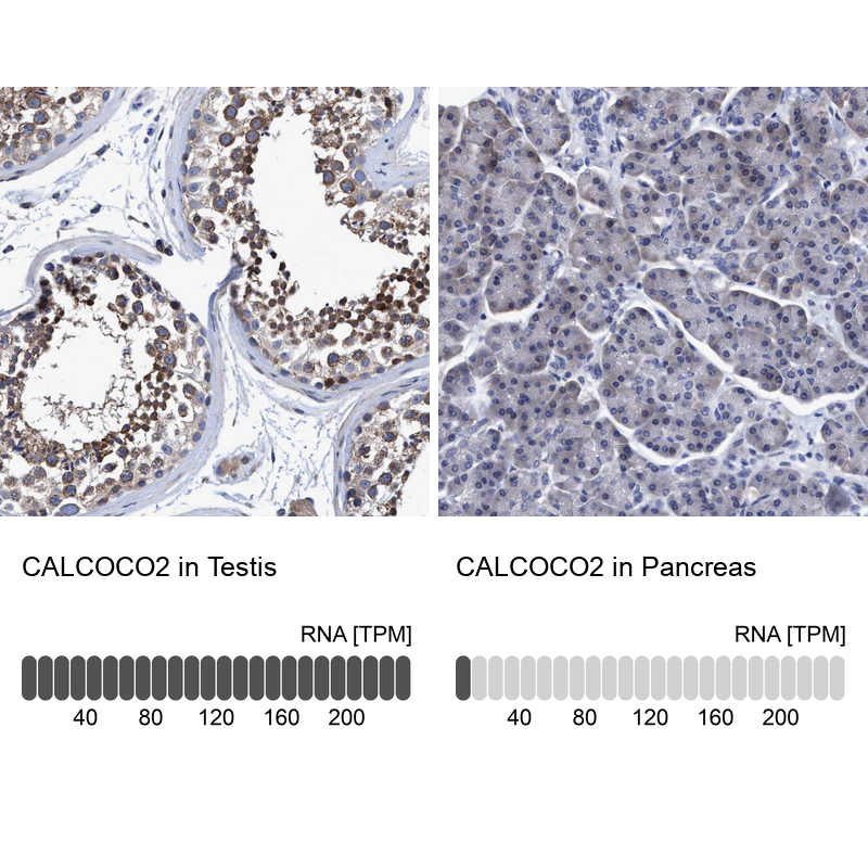 Immunohistochemistry analysis in human testis and pancreas tissues using HPA023019 antibody. Corresponding CALCOCO2 RNA-seq data are presented for the same tissues.