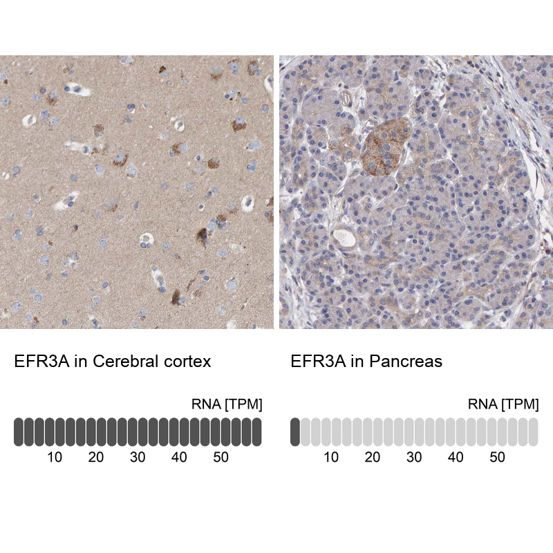 Immunohistochemistry analysis in human cerebral cortex and pancreas tissues using Anti-EFR3A antibody. Corresponding EFR3A RNA-seq data are presented for the same tissues.