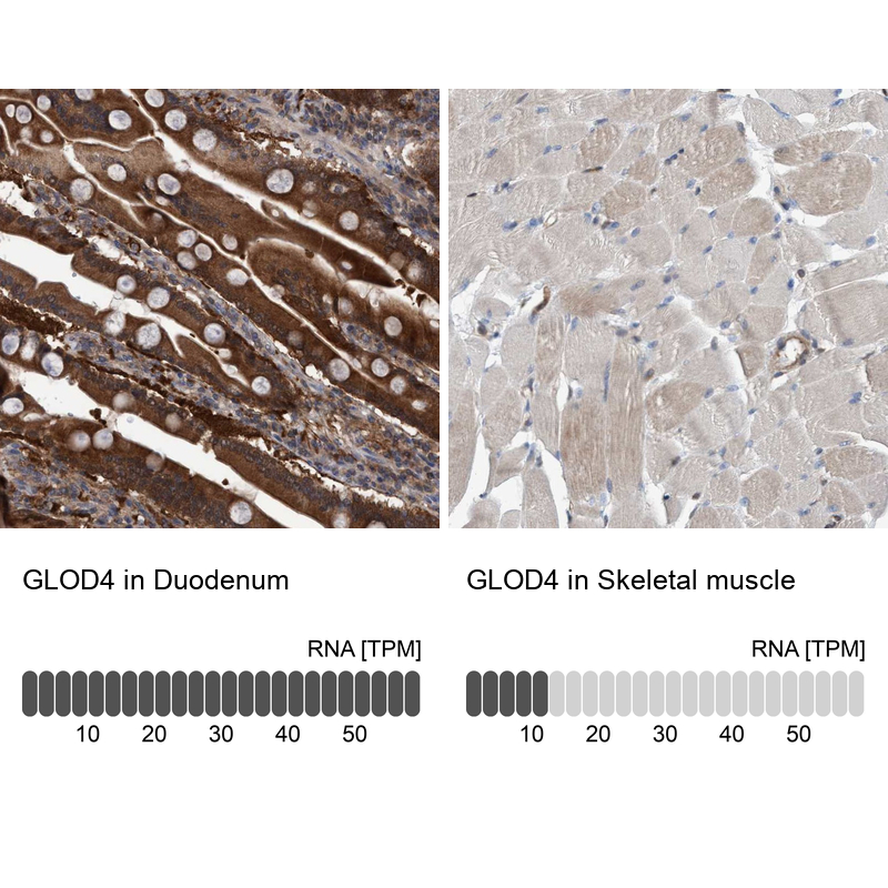 Immunohistochemistry analysis in human duodenum and skeletal muscle tissues using Anti-GLOD4 antibody. Corresponding GLOD4 RNA-seq data are presented for the same tissues.