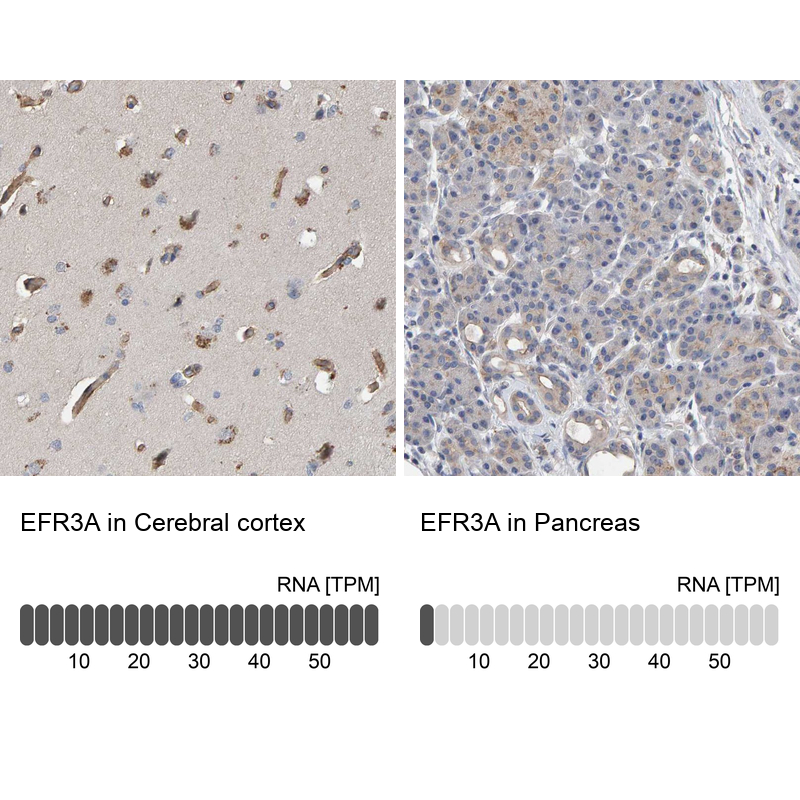 Immunohistochemistry analysis in human cerebral cortex and pancreas tissues using Anti-EFR3A antibody. Corresponding EFR3A RNA-seq data are presented for the same tissues.