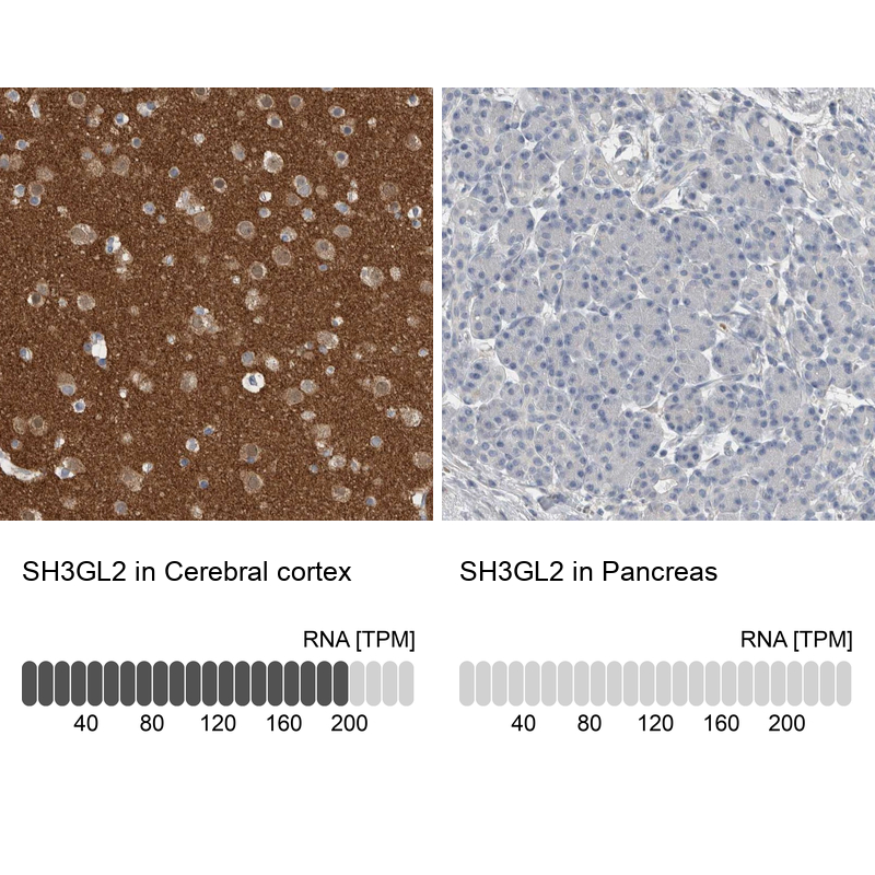 Immunohistochemistry analysis in human cerebral cortex and pancreas tissues using Anti-SH3GL2 antibody. Corresponding SH3GL2 RNA-seq data are presented for the same tissues.