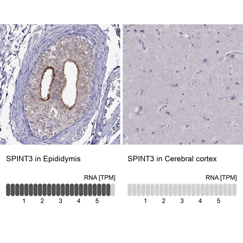 Immunohistochemistry analysis in human epididymis and cerebral cortex tissues using Anti-SPINT3 antibody. Corresponding SPINT3 RNA-seq data are presented for the same tissues.