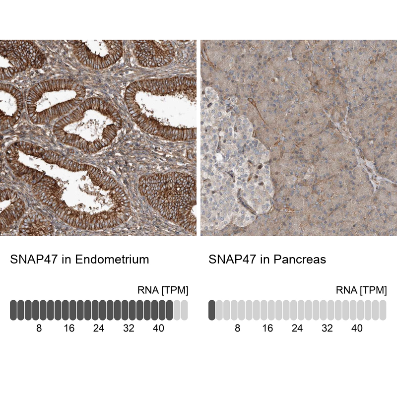 Immunohistochemistry analysis in human endometrium and pancreas tissues using Anti-SNAP47 antibody. Corresponding SNAP47 RNA-seq data are presented for the same tissues.