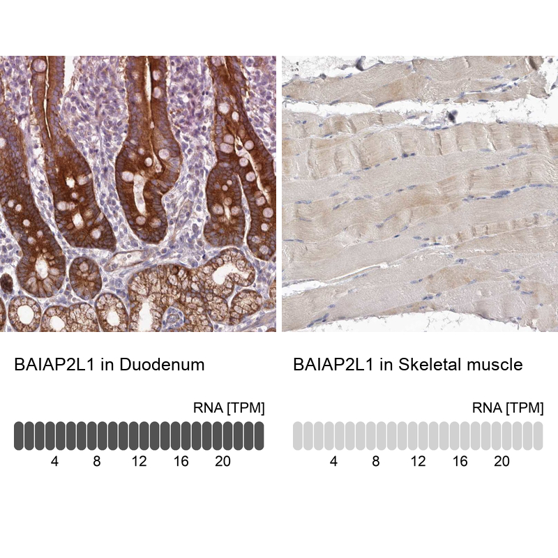 Immunohistochemistry analysis in human duodenum and skeletal muscle tissues using Anti-BAIAP2L1 antibody. Corresponding BAIAP2L1 RNA-seq data are presented for the same tissues.