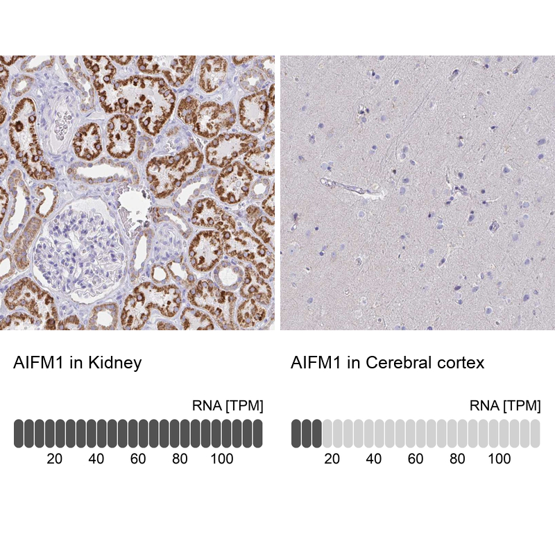 Immunohistochemistry analysis in human kidney and cerebral cortex tissues using Anti-AIFM1 antibody. Corresponding AIFM1 RNA-seq data are presented for the same tissues.