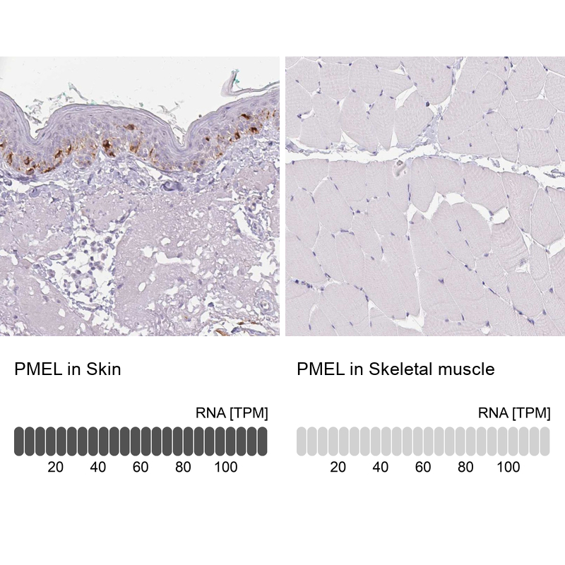 Immunohistochemistry analysis in human skin and skeletal muscle tissues using Anti-PMEL antibody. Corresponding PMEL RNA-seq data are presented for the same tissues.