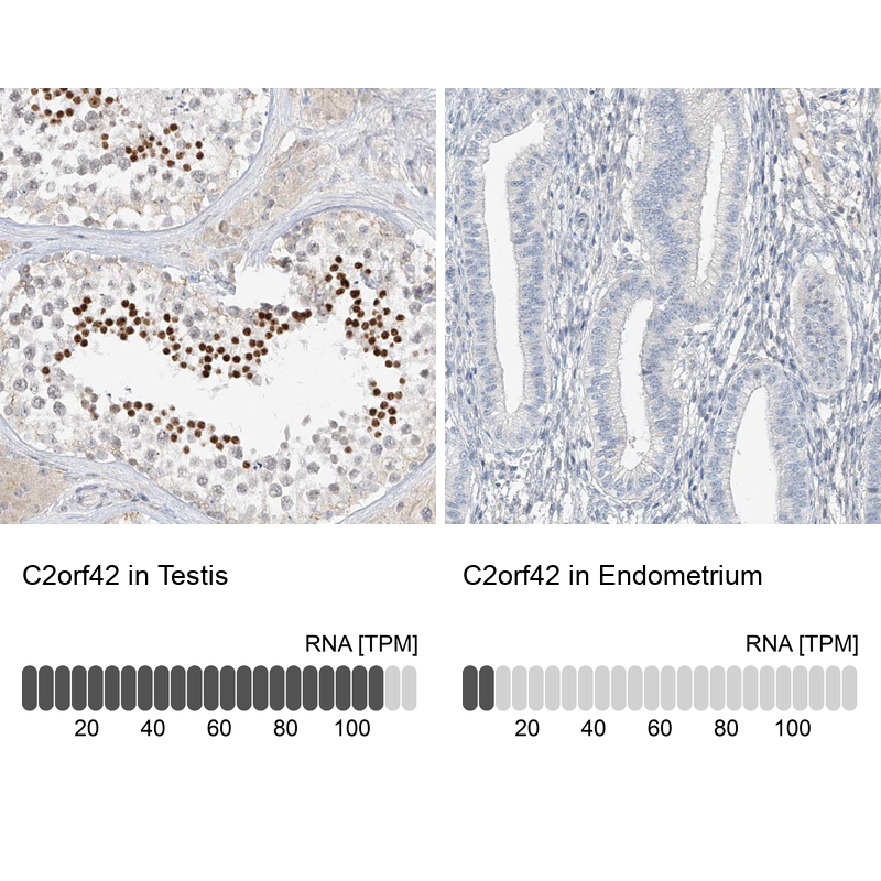 Immunohistochemistry analysis in human testis and endometrium tissues using Anti-C2orf42 antibody. Corresponding C2orf42 RNA-seq data are presented for the same tissues.