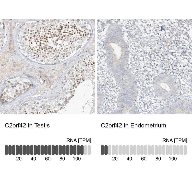 Immunohistochemistry analysis in human testis and endometrium tissues using Anti-C2orf42 antibody. Corresponding C2orf42 RNA-seq data are presented for the same tissues.