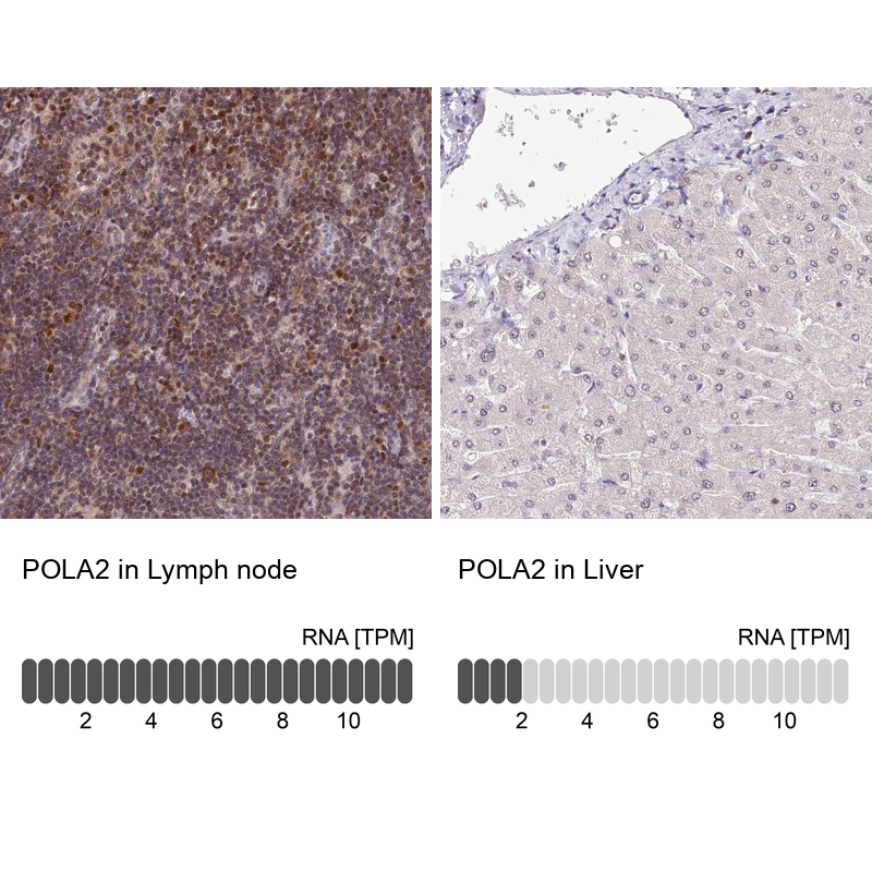 Immunohistochemistry analysis in human lymph node and liver tissues using Anti-POLA2 antibody. Corresponding POLA2 RNA-seq data are presented for the same tissues.