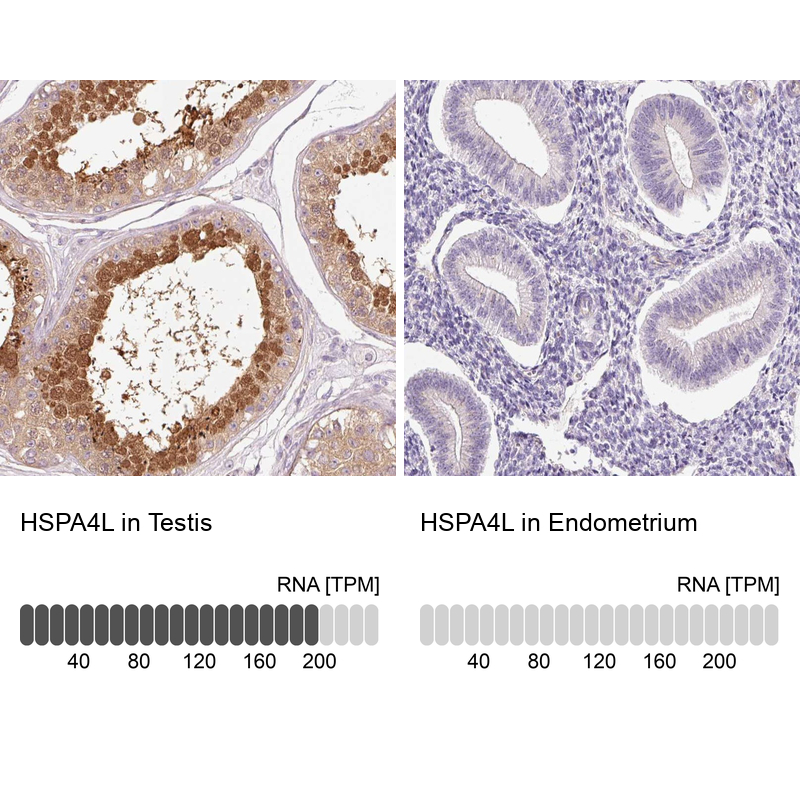Immunohistochemistry analysis in human testis and endometrium tissues using Anti-HSPA4L antibody. Corresponding HSPA4L RNA-seq data are presented for the same tissues.