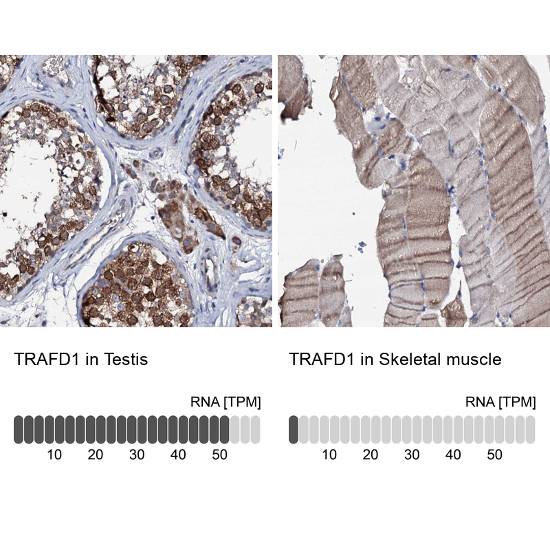 Immunohistochemistry analysis in human testis and skeletal muscle tissues using Anti-TRAFD1 antibody. Corresponding TRAFD1 RNA-seq data are presented for the same tissues.