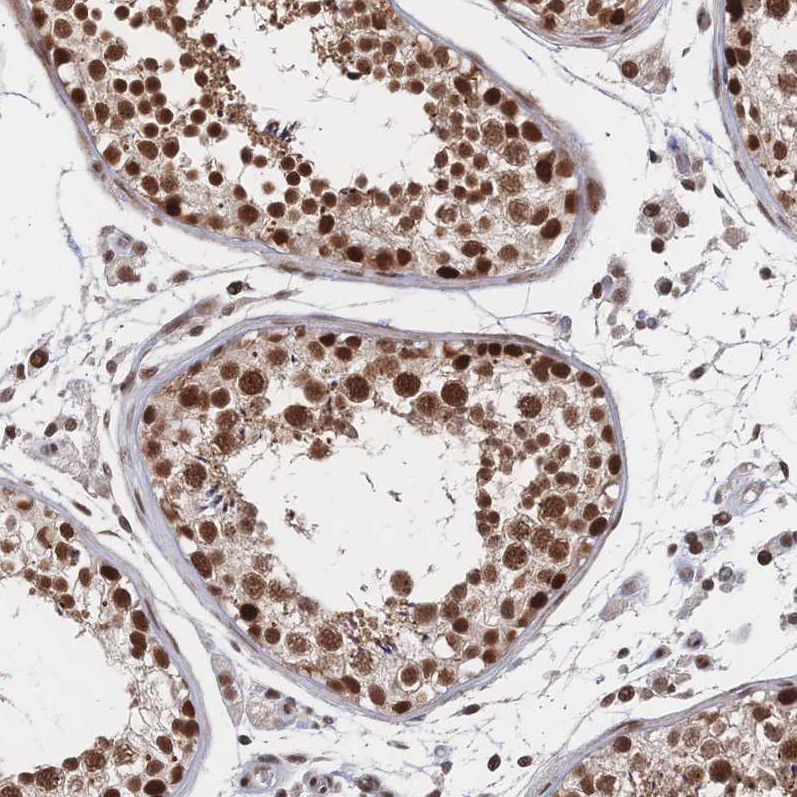 Immunohistochemical staining of human testis shows strong nuclear positivity in cells in seminiferous ducts and leydig cells.