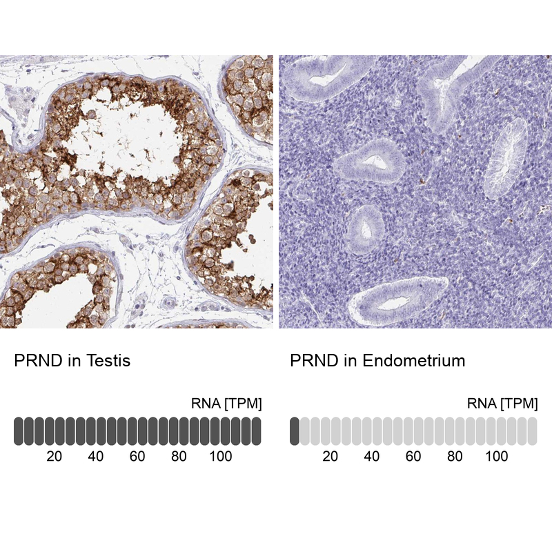 Immunohistochemistry analysis in human testis and endometrium tissues using Anti-PRND antibody. Corresponding PRND RNA-seq data are presented for the same tissues.