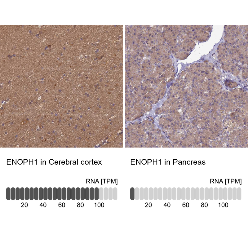Immunohistochemistry analysis in human cerebral cortex and pancreas tissues using Anti-ENOPH1 antibody. Corresponding ENOPH1 RNA-seq data are presented for the same tissues.