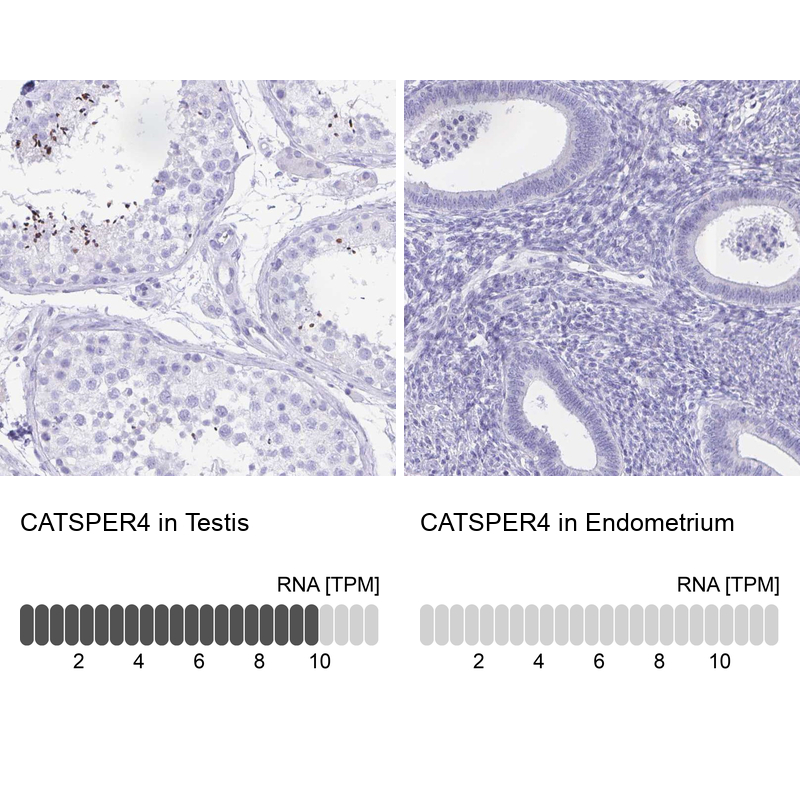 Immunohistochemistry analysis in human testis and endometrium tissues using Anti-CATSPER4 antibody. Corresponding CATSPER4 RNA-seq data are presented for the same tissues.